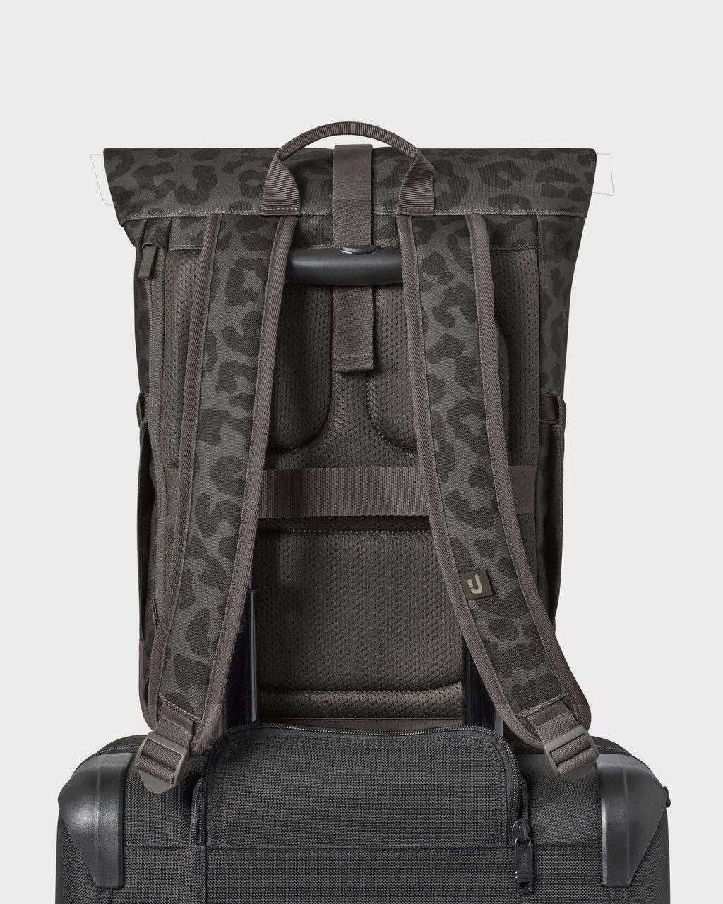 Luca Small brown leo